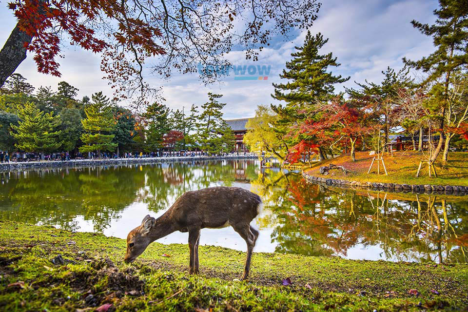 ทัวร์ญี่ปุ่น Nara Park Image 25