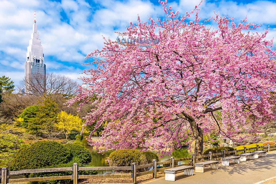 ทัวร์โตเกียว สภาพอากาศ Image 7