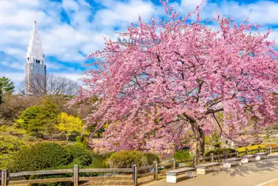 ทัวร์โตเกียว สภาพอากาศ Image 7