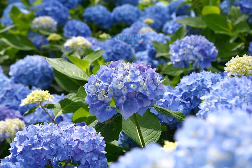 ทัวร์เวียดนาม สวนไฮเดรนเยียเมืองดาลัด Image 16