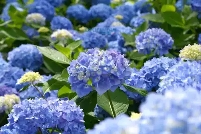 ทัวร์เวียดนาม สวนไฮเดรนเยียเมืองดาลัด Image 16