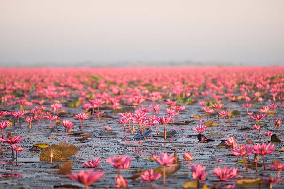 ทัวร์เกาสง ทะเลสาบบัว (Lotus Lake) Image4