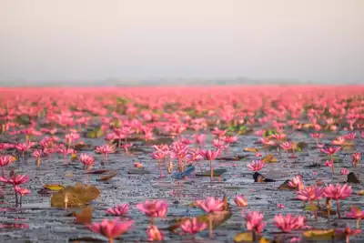 ทัวร์เกาสง ทะเลสาบบัว (Lotus Lake) Image4