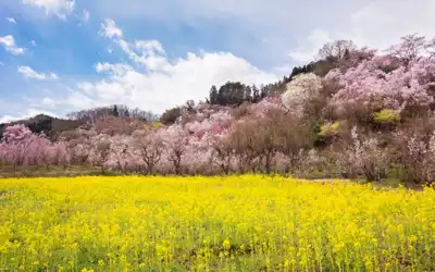 ทัวร์ฟุกุชิมะ สวนฮานามิยามะ (Hanamiyama Park) Image6
