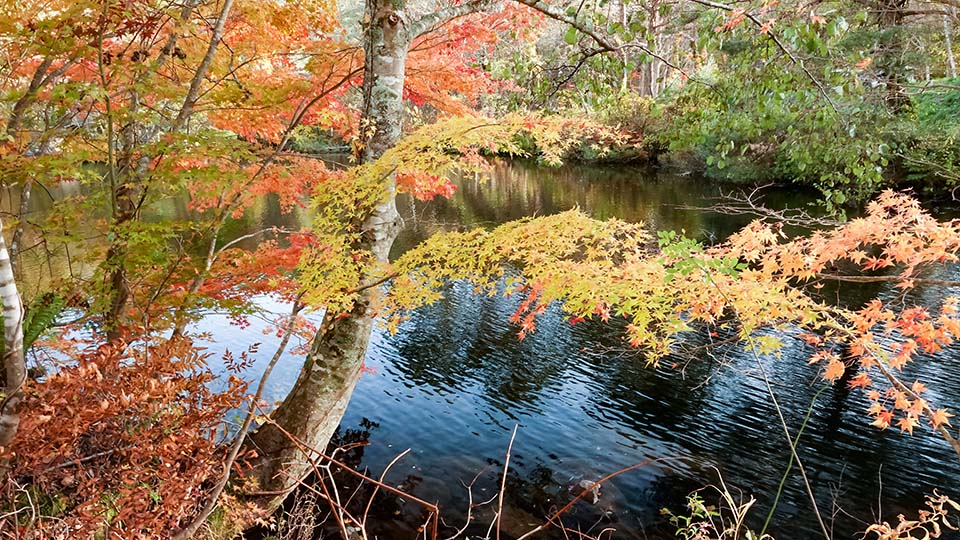 ทัวร์ฟุกุชิมะ ทะเลสาบห้าสี โกชิกินุมะ (Urabandai Goshiki-numa Ponds) Image8