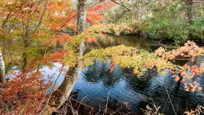 ทัวร์ฟุกุชิมะ ทะเลสาบห้าสี โกชิกินุมะ (Urabandai Goshiki-numa Ponds) Image8