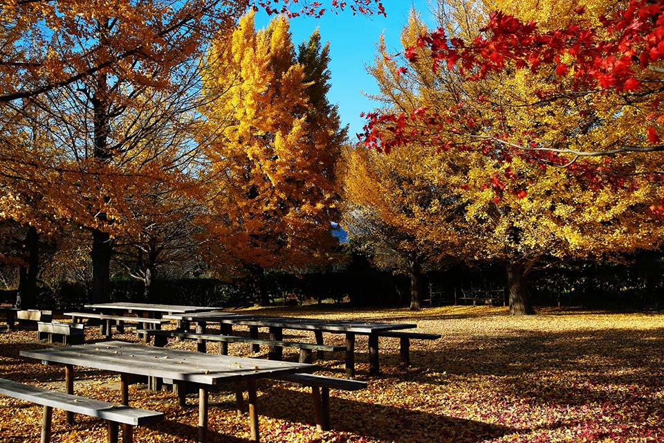 ทัวร์ฟุกุชิมะ สวนชิคิโนะซาโตะ เรียวคุซุยเอ็น (Shiki no Sato Ryokusuien) Image10