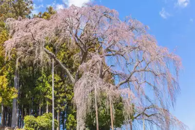 ทัวร์ฟุกุชิมะ ต้นซากุระชิดาเระ วัดโซโอจิ (Weeping Cherry Tree of Sooji Temple) Image15