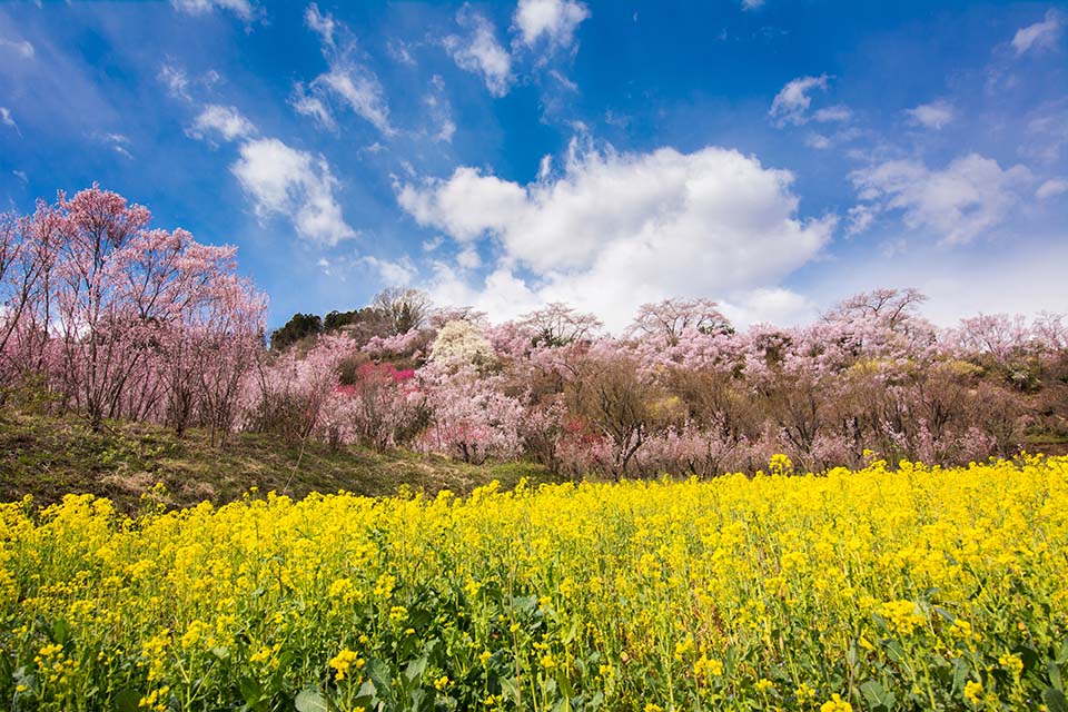 ทัวร์กิฟุ Hida Bussankan Image29