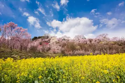 ทัวร์กิฟุ Hida Bussankan Image29