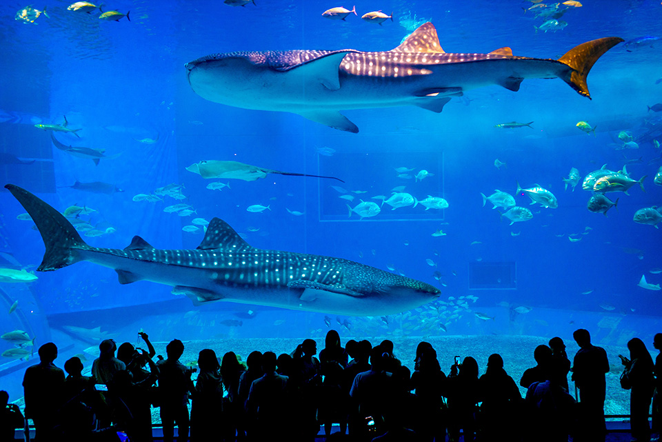 ทัวร์โออิตะ พิพิธภัณฑ์สัตว์น้ำยูมิตะมาโกะ (Umitamago Aquarium) Image17