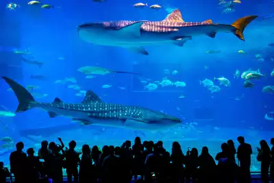 ทัวร์โออิตะ พิพิธภัณฑ์สัตว์น้ำยูมิตะมาโกะ (Umitamago Aquarium) Image17