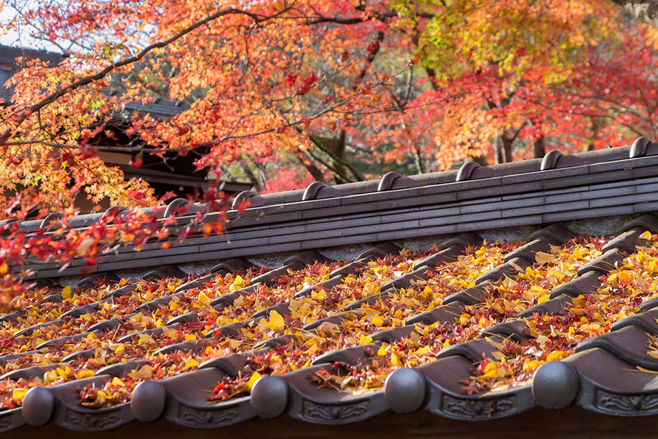 ทัวร์นาโกย่า Image29