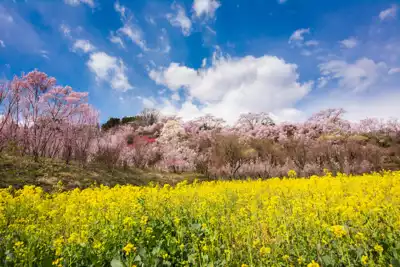 ทัวร์ชิซูโอกะ Image29