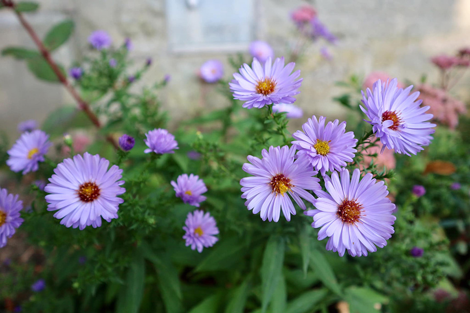 กรุงเบิร์น เมืองหลวง สวิตเซอร์แลนด์ Image7