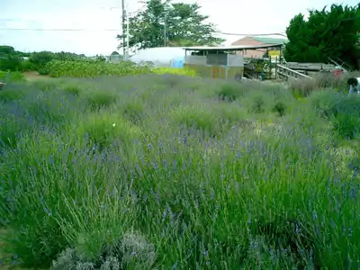 ทัวร์ชิบะ สวนสมุนไพรคุจุคุริ (Kujukuri Herb Garden) Image15