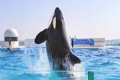 ทัวร์ชิบะ พิพิธภัณฑ์สัตว์น้ำ Kamogawa Sea World Image18
