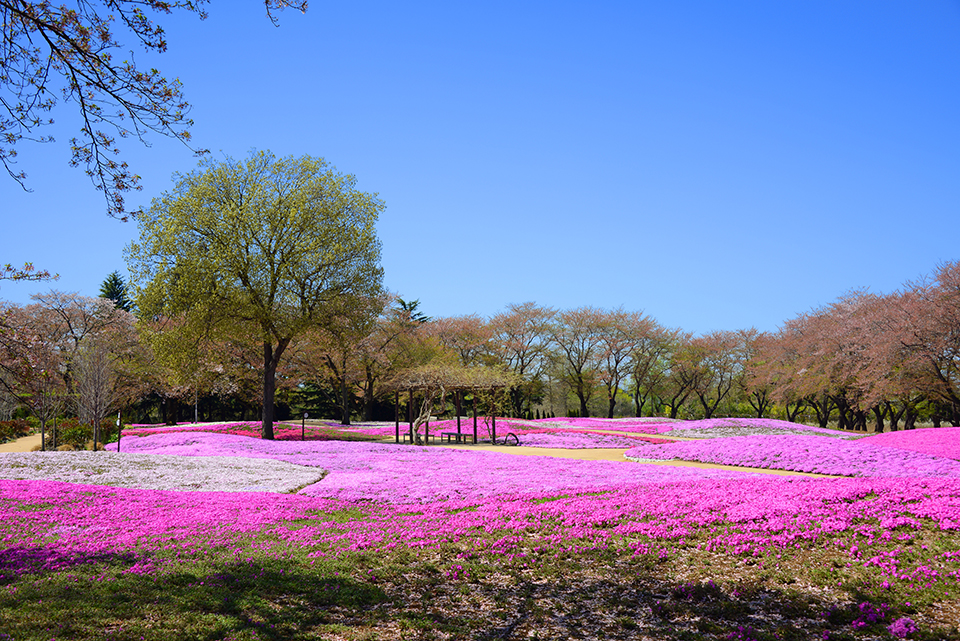 ทัวร์ไซตามะ Image3