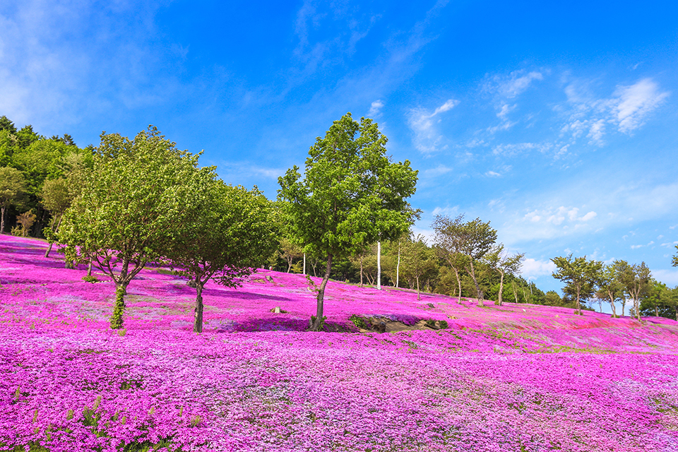 ทัวร์ไซตามะ สวนสาธารณะฮิสึจิยามะ (Hitsujiyama Park) Image12
