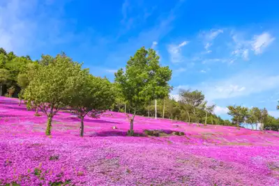 ทัวร์ไซตามะ สวนสาธารณะฮิสึจิยามะ (Hitsujiyama Park) Image12