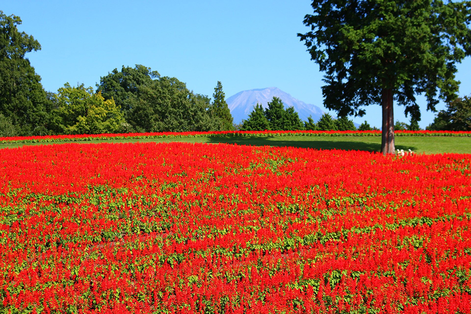 ทัวร์ทตโตริ สวนดอกไม้ทตโตริฮานะไคโระ (Tottori Hanakairo Flower Park) Image18