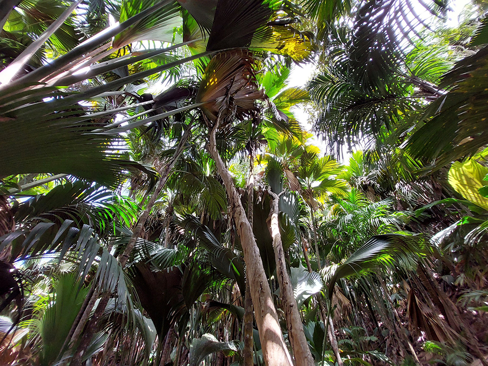 ทัวร์เซเชลส์ Image13