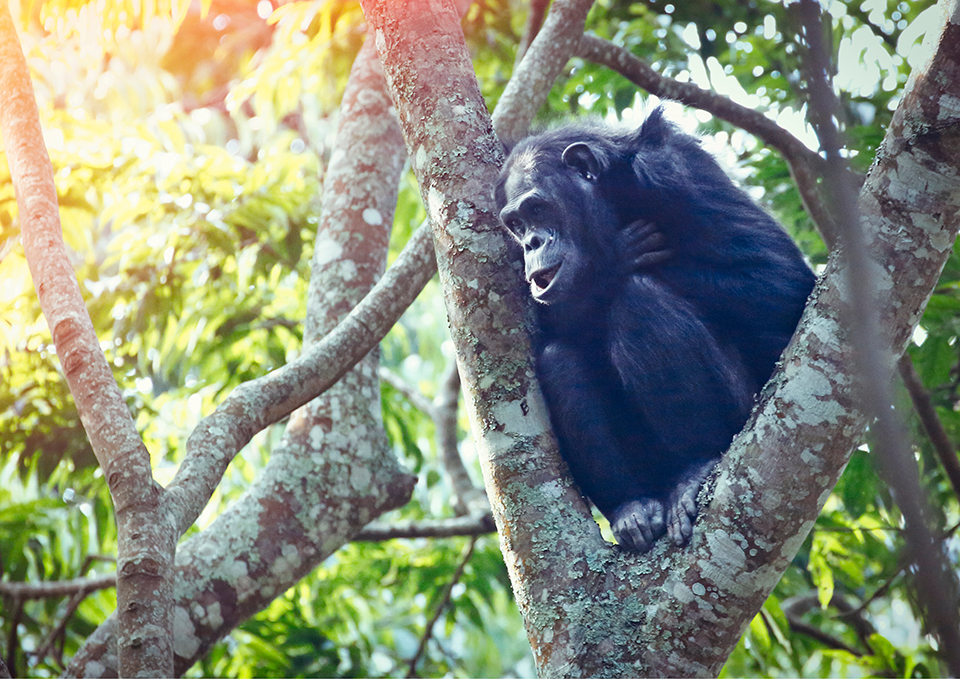 ทัวร์รวันดา Image10