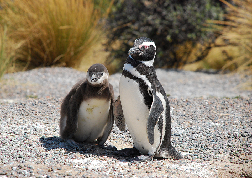 ทัวร์อาร์เจนตินา Image13