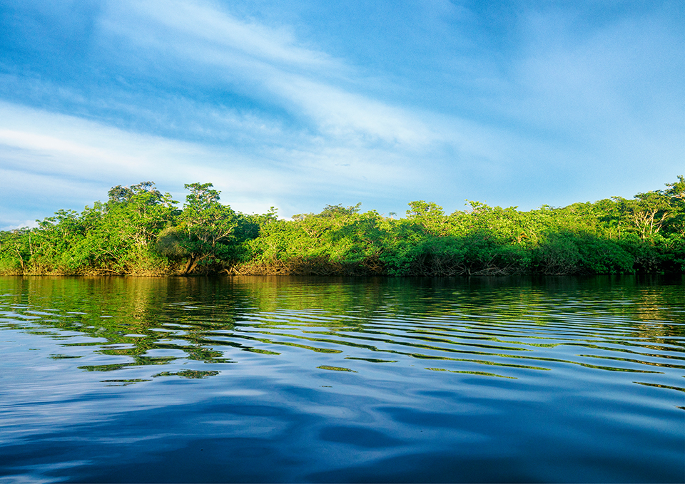 ทัวร์เอกวาดอร์ เขตรักษาพันธุ์สัตว์ป่าคูยาเบโน (Cuyabeno Wildlife Reserve) Image13