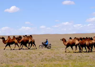 ทัวร์มองโกเลีย Image3