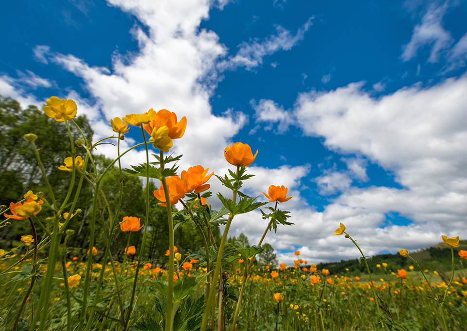 ทัวร์มองโกเลีย Image19