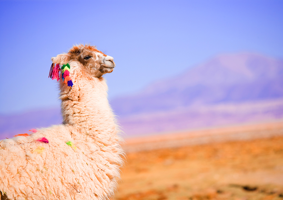 ทัวร์ชิลี Image9