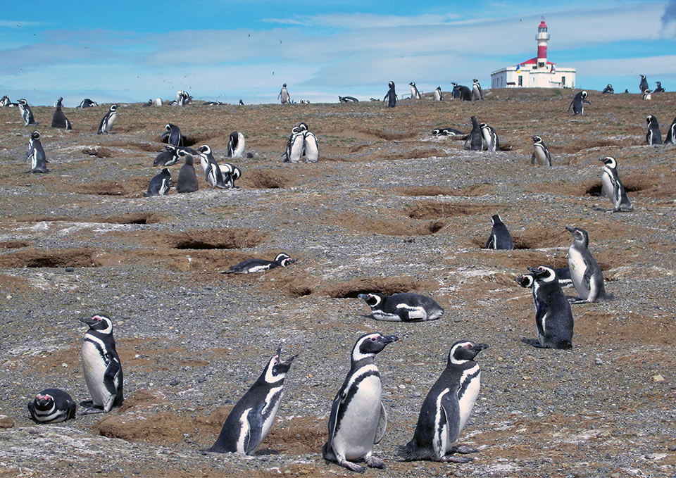 ทัวร์ชิลี Image14