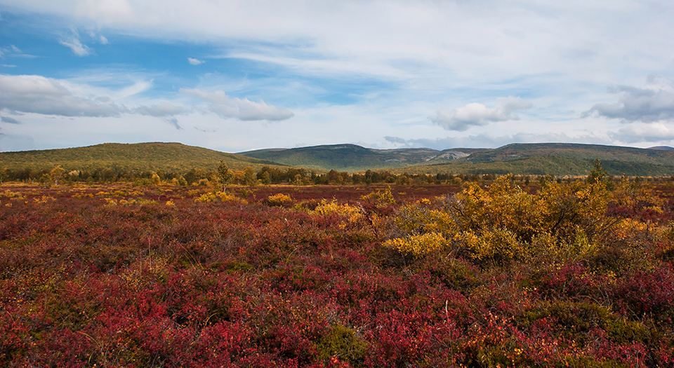 ทัวร์สวีเดน Image14