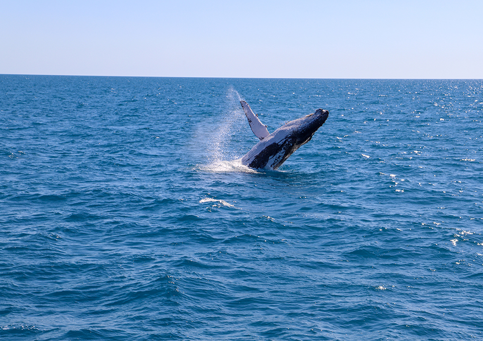 ทัวร์กรีนแลนด์ ชมวาฬ (Whale Watching) Image11