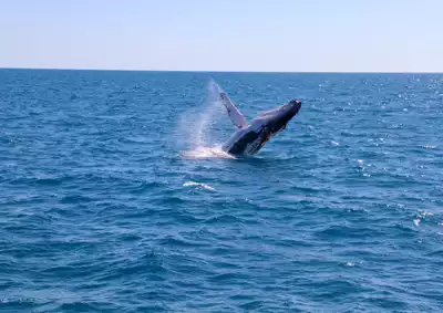 ทัวร์กรีนแลนด์ ชมวาฬ (Whale Watching) Image11