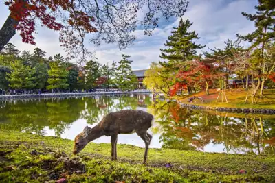ทัวร์ญี่ปุ่น สวนกวางนารา (Nara Park) Image25
