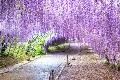 ทัวร์ญี่ปุ่น สวนคาวาชิฟูจิการ์เด้น (Kawachi Fuji Garden) Image29