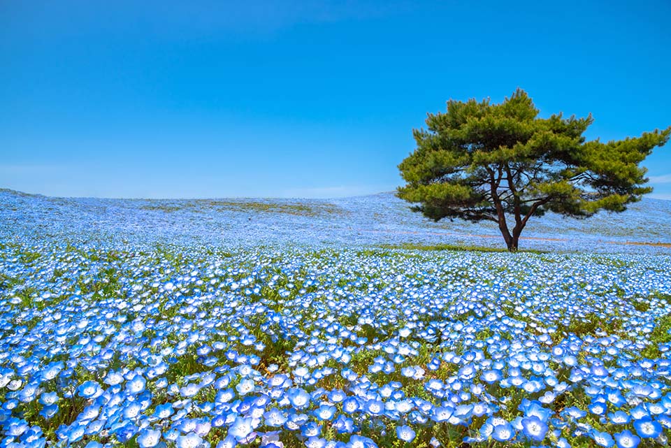 ทัวร์ญี่ปุ่น สวนฮิตาชิ ซีไซด์ ปาร์ค (Hitachi Seaside Park) Image32