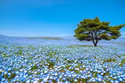 ทัวร์ญี่ปุ่น สวนฮิตาชิ ซีไซด์ ปาร์ค (Hitachi Seaside Park) Image32