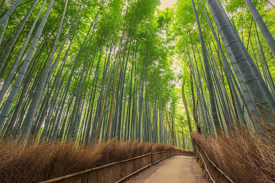 ทัวร์ญี่ปุ่น ป่าไผ่ซากาโนะ (Sagano Bamboo Forest) Image33