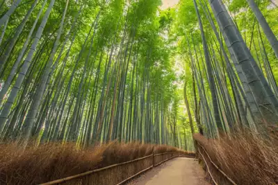 ทัวร์ญี่ปุ่น ป่าไผ่ซากาโนะ (Sagano Bamboo Forest) Image33