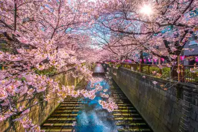 ทัวร์ญี่ปุ่น จุดชมซากุระแม่น้ำเมกุโระ (Meguro River) Image41