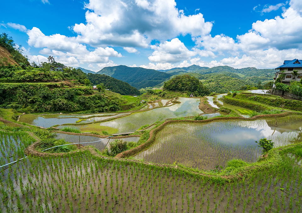 ทัวร์นีงาตะ นาข้าวขั้นบันไดโฮชิโตเงะ (Hoshitoge Rice Terraces) Image5