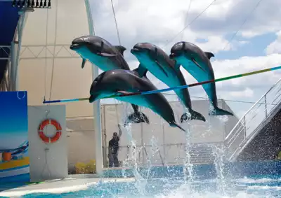 ทัวร์นีงาตะ พิพิธภัณฑ์สัตว์น้ำเมืองนีงาตะ (Niigata City Aquarium Marinepia Nihonkai) Image7