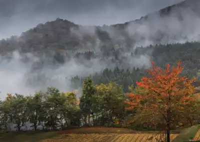 ทัวร์นีงาตะ Image29