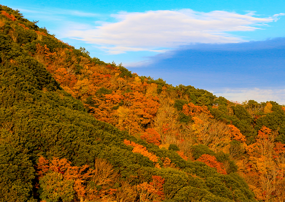 ทัวร์มิเอะ Image3