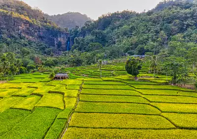 ทัวร์มิเอะ นาข้าวขั้นบันไดมารุยามะ (Maruyama Terraced Rice Fields) Image17
