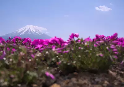 ทัวร์ยามานาชิ Image2