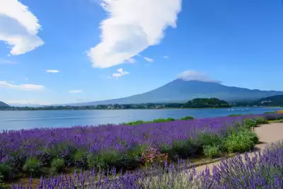 ทัวร์ยามานาชิ ทะเลสาบคาวากูจิโกะ (Lake Kawaguchiko) Image4
